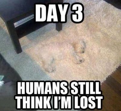 dogmop.jpg